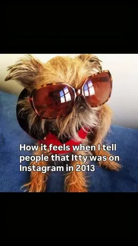 ittystagram Instagram post about Pet filters