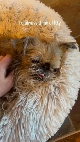 ittystagram Instagram post about Pet remembrance