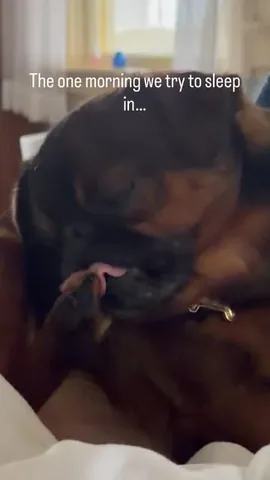 ittystagram Instagram post about Dog companion