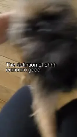 ittystagram Instagram post about Dog companionship