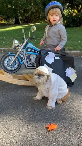 ittystagram Instagram post about Pet costume