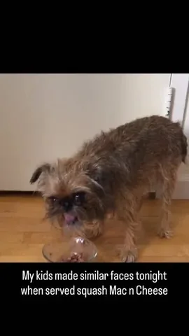 ittystagram Instagram post about Pet humor