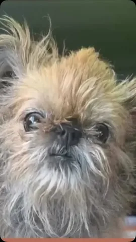 ittystagram Instagram post about Pet memories