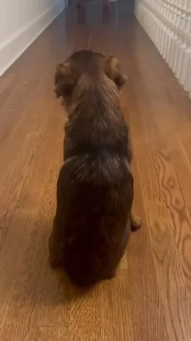 Itty Bitty the Griff Instagram post thumbnail