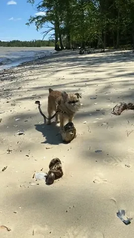 Itty Bitty the Griff Instagram post thumbnail