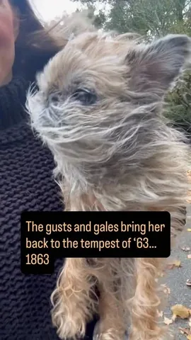 Itty Bitty the Griff Instagram post thumbnail