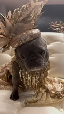izzythe.frenchie Instagram post about Getting ready and music
