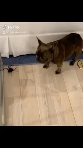 izzythe.frenchie Instagram post about Monday humor