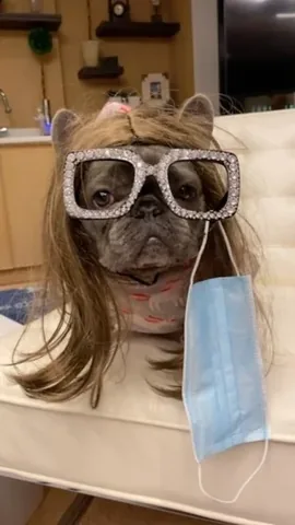 izzythe.frenchie Instagram post about Internet trend
