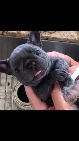 izzythe.frenchie Instagram post about Health and absence update