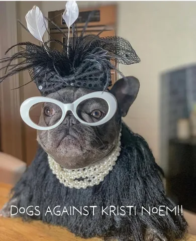 izzythe.frenchie Instagram post about Animal welfare activism