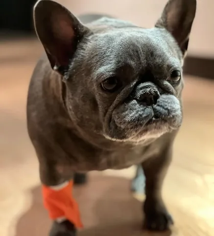 izzythe.frenchie Instagram post about Pet medical update