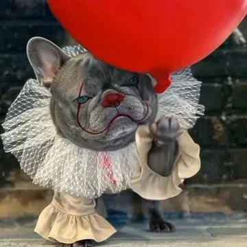 izzythe.frenchie Instagram post about Halloween entertainment