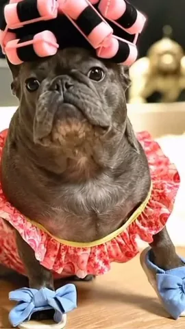 izzythe.frenchie Instagram post about Monday humor