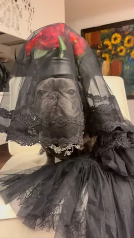 izzythe.frenchie Instagram post about Wednesday inspired entertainment