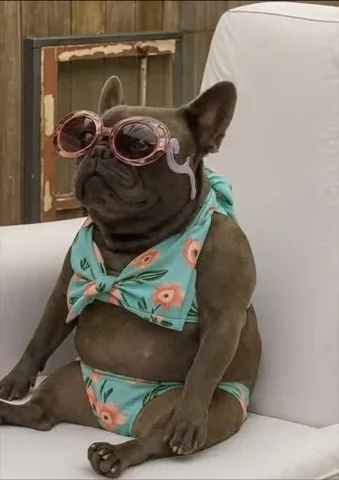 izzythe.frenchie Instagram post about Summer entertainment