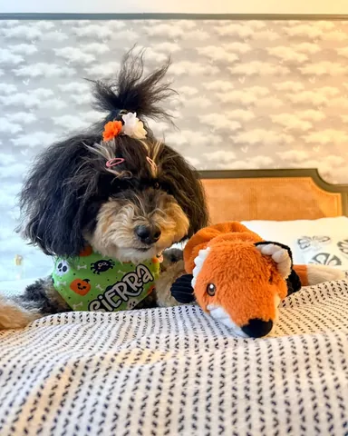 jaggerdwagger Instagram post about Dog friendly travel