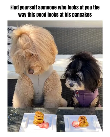 jaggerdwagger Instagram post about Dogs and pancakes