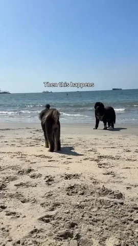 jaggerdwagger Instagram post about Dogs playing together