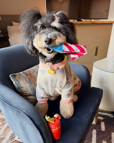 jaggerdwagger Instagram post about Dog planned celebration