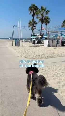 jaggerdwagger Instagram post about Dog beach outing