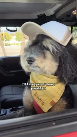 jaggerdwagger Instagram post about Everyday dog owner humor