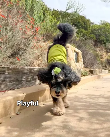 jaggerdwagger Instagram post about Positive dog personality