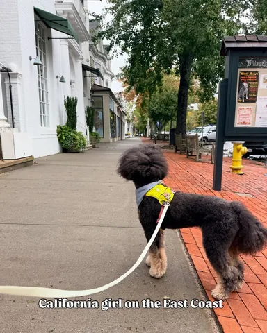 jaggerdwagger Instagram post about Dog travel