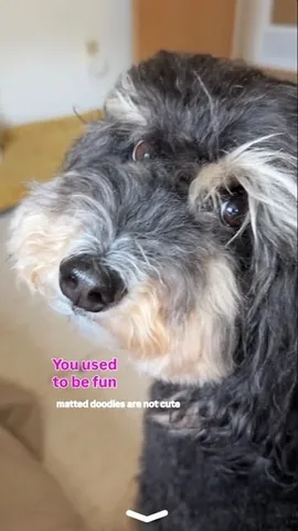 jaggerdwagger Instagram post about Dog grooming and lifestyle