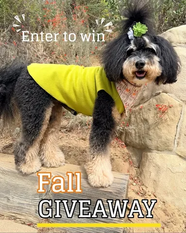 jaggerdwagger Instagram post about Pet accessory giveaway