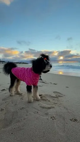 jaggerdwagger Instagram post about Sunrise with dogs