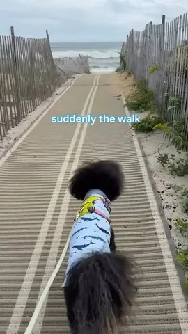 jaggerdwagger Instagram post about Dog travel and apparel