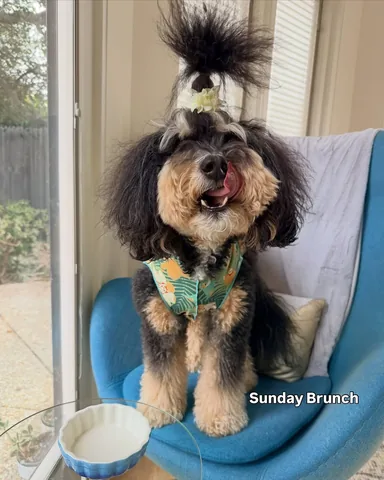 jaggerdwagger Instagram post about Dog lifestyle recap