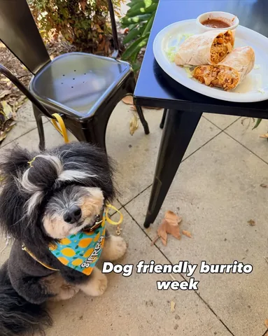 jaggerdwagger Instagram post about Dog friendly dining guide