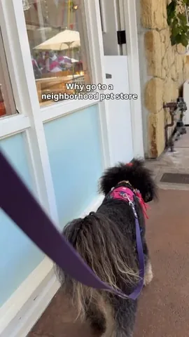 jaggerdwagger Instagram post about Independent pet stores