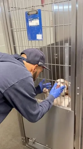 jasonbankscomedy Instagram post about Animal shelter work