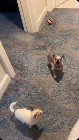jemandthemisfits Instagram post about Senior rescue dogs