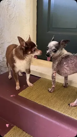 jemandthemisfits Instagram post about Senior rescue dog relationships