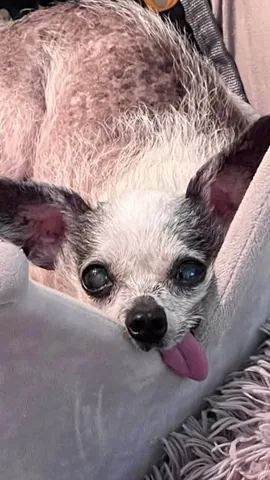 jemandthemisfits Instagram post about Senior rescue dogs