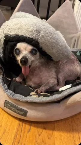 jemandthemisfits Instagram post about Senior rescue dog behavior