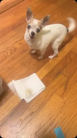 jemandthemisfits Instagram post about Senior rescue dog humor