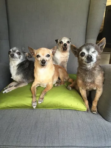 jemandthemisfits Instagram post about Senior rescue dog memories