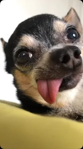 jemandthemisfits Instagram post about Senior rescue dog attachment