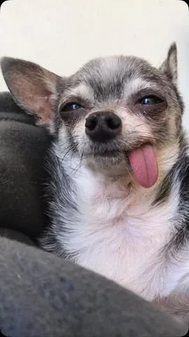 jemandthemisfits Instagram post about Senior rescue dog personalities