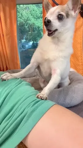jemandthemisfits Instagram post about Senior rescue dog memories