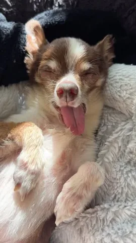 jemandthemisfits Instagram post about Senior rescue dog remembrance