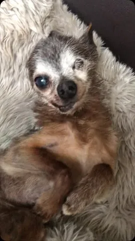 jemandthemisfits Instagram post about Senior rescue dog companionship