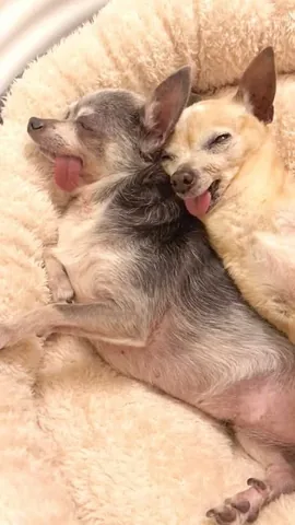 jemandthemisfits Instagram post about Senior rescue dogs