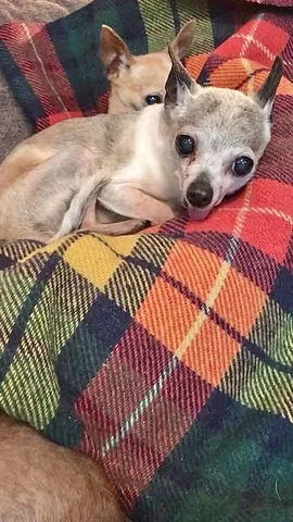 jemandthemisfits Instagram post about Senior rescue dog relationships