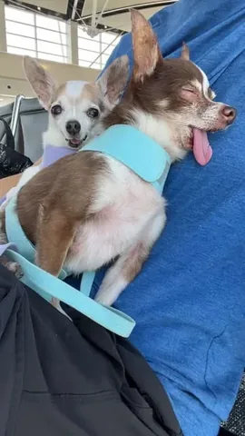 jemandthemisfits Instagram post about Senior rescue dogs